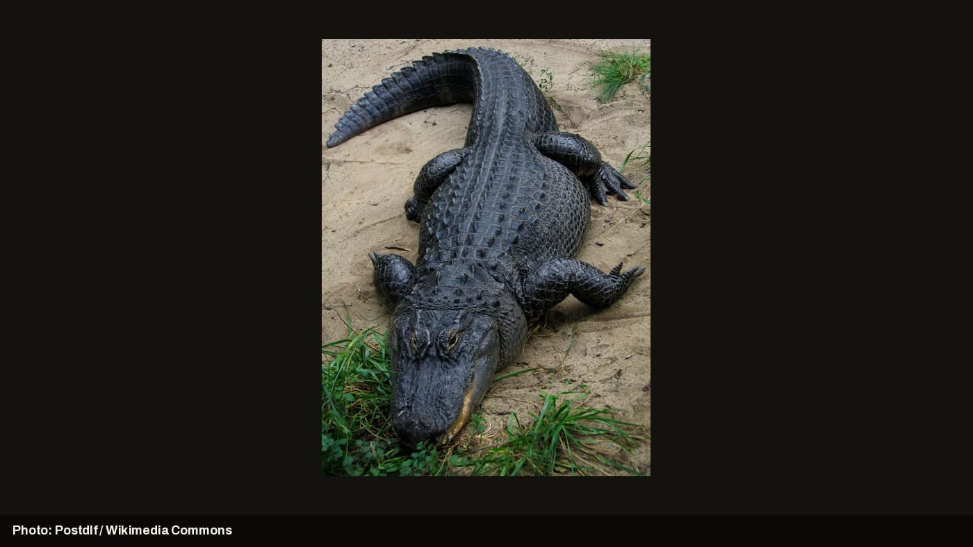 An American alligator on land near water.