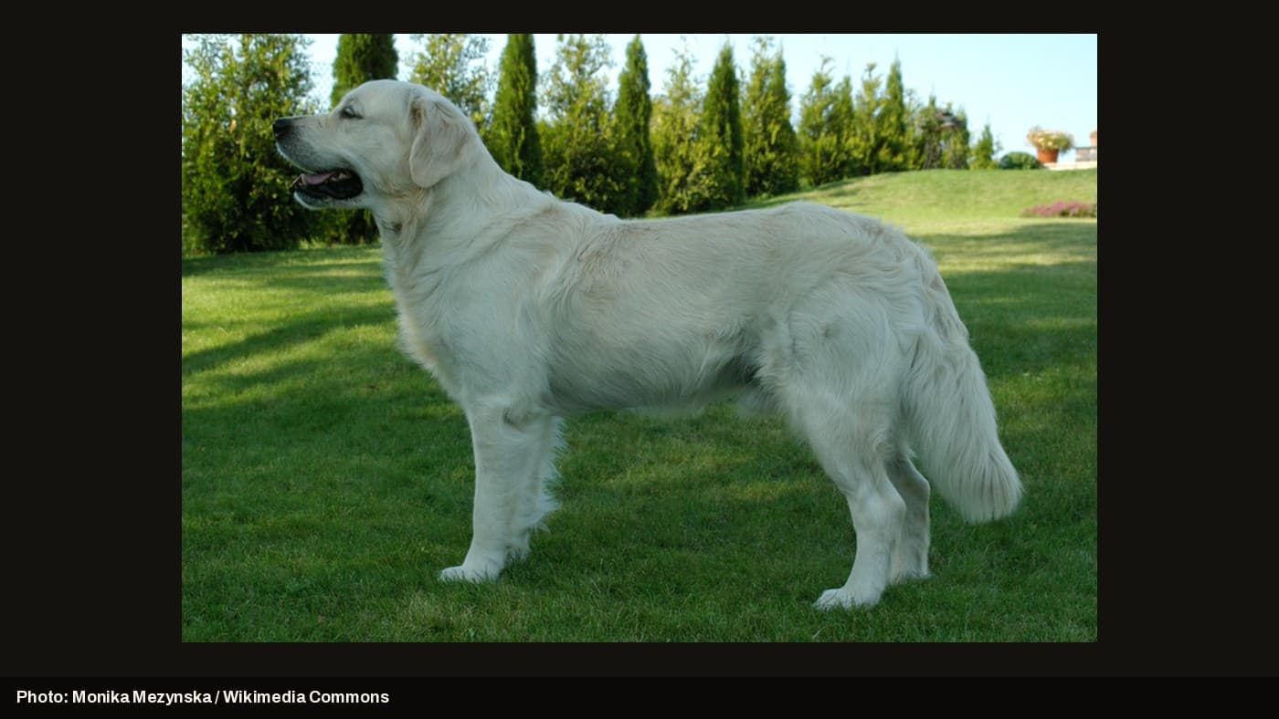 A Golden Retriever standing in a grassy backyard.