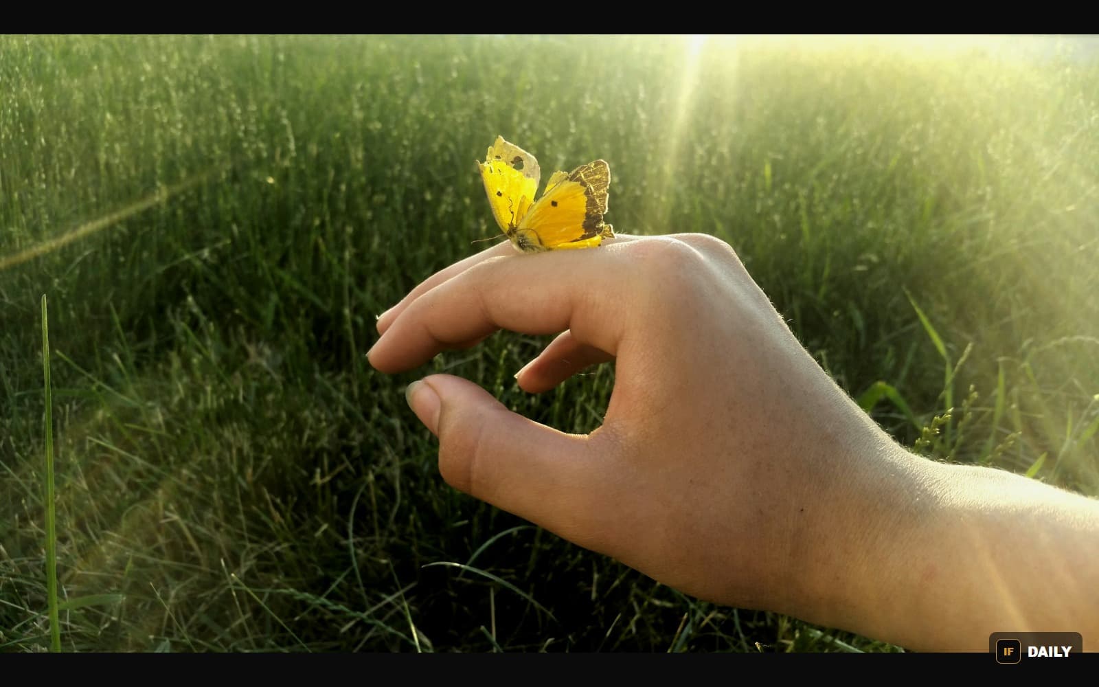 A butterfly resting gently on a person's hand outdoors