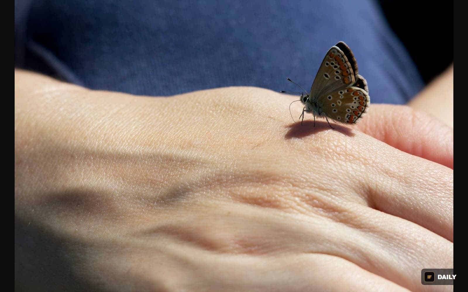 Close-up of a butterfly resting on someone''s hand