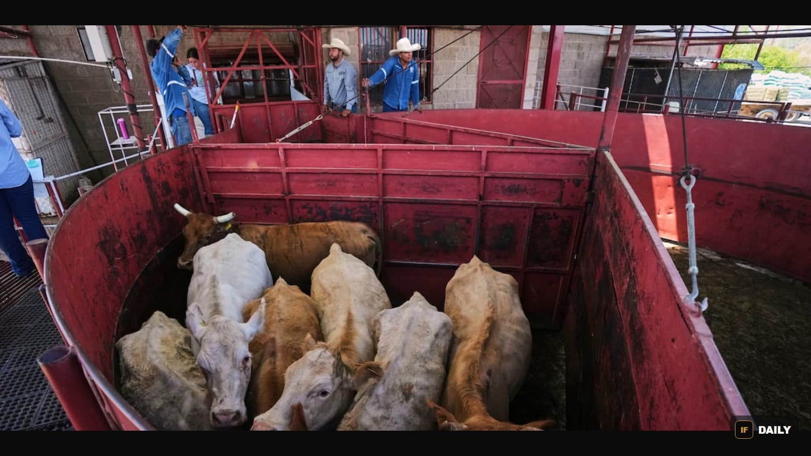 Cattle being loaded into a red metal pen at a livestock inspection facility, with workers in cowboy hats supervising