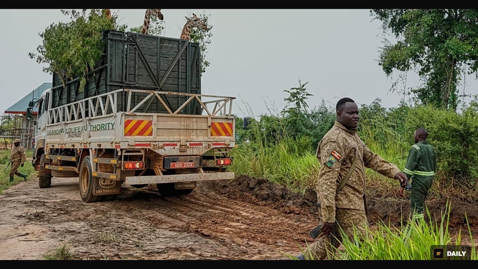 A truck marked Uganda Wildlife Authority carrying giraffes in a crate, with their heads visible above the sides