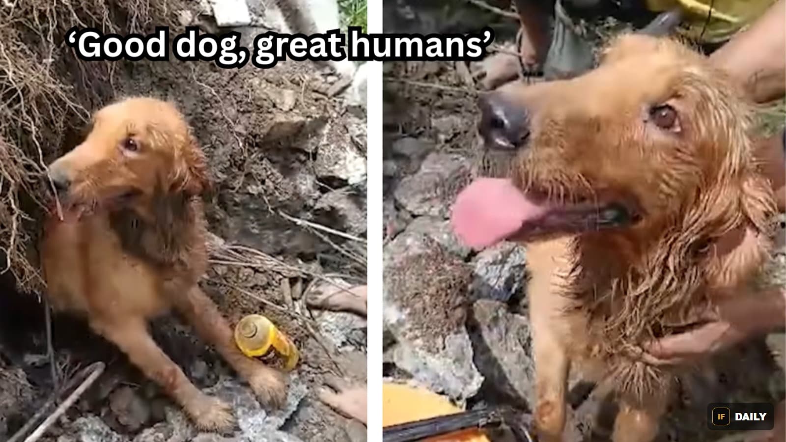 A muddy golden retriever being comforted by a rescuer''s hand after being freed from rubble