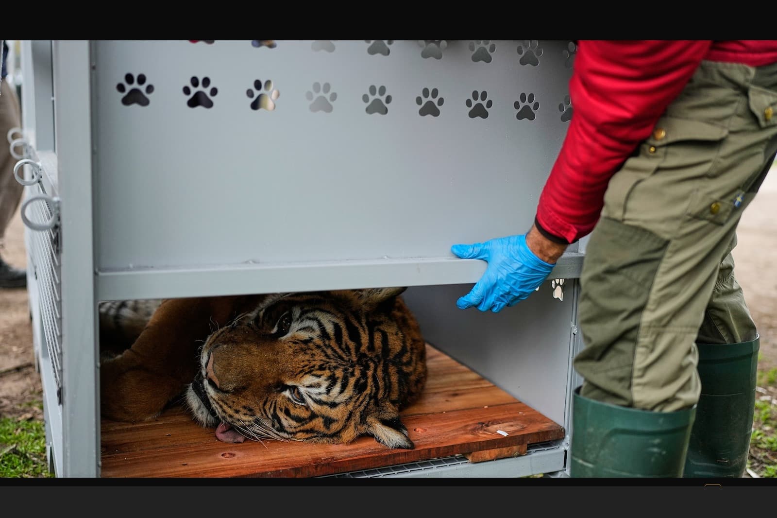 A tiger resting its head against the wooden floor of a transport crate as a handler in protective gloves adjusts the crate door