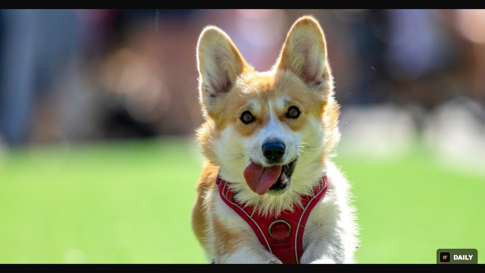 A corgi wearing a red harness running toward the camera with its tongue out on green grass