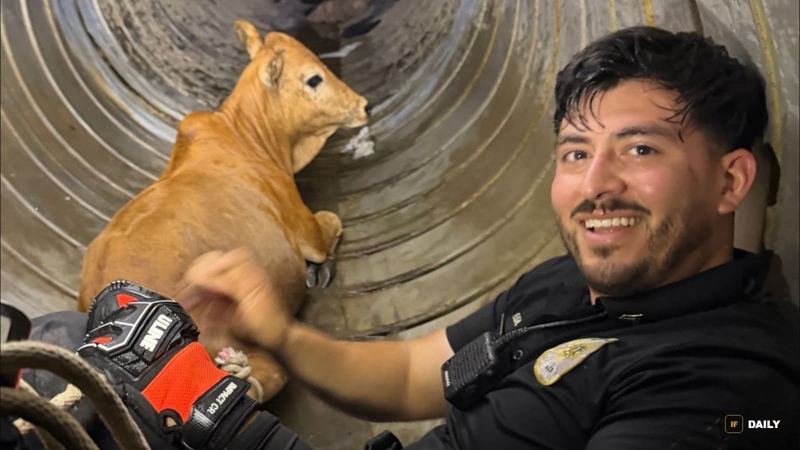 A San Antonio Animal Care Services officer smiling next to a young bull calf inside a corrugated metal drainage tunnel