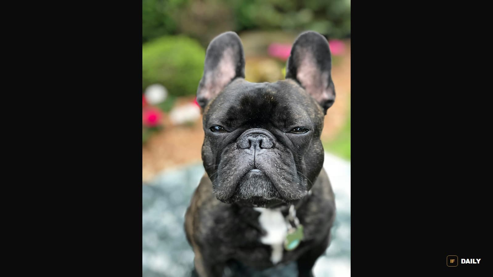 A French Bulldog with a dark brindle coat looking calmly at the camera in a garden