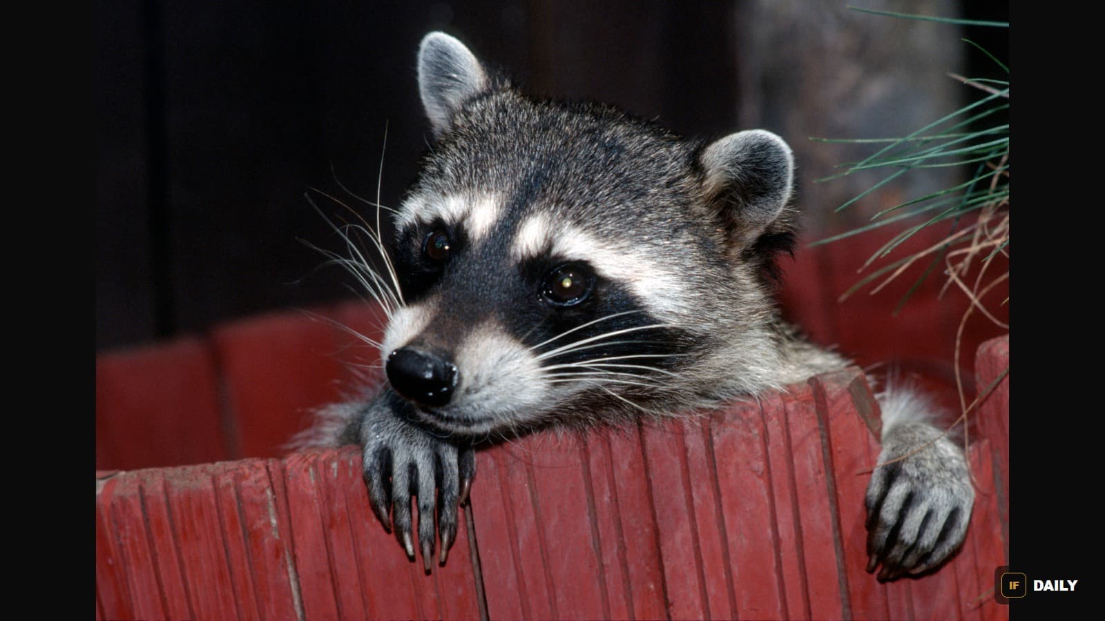 A raccoon with distinctive markings peers over a wooden fence