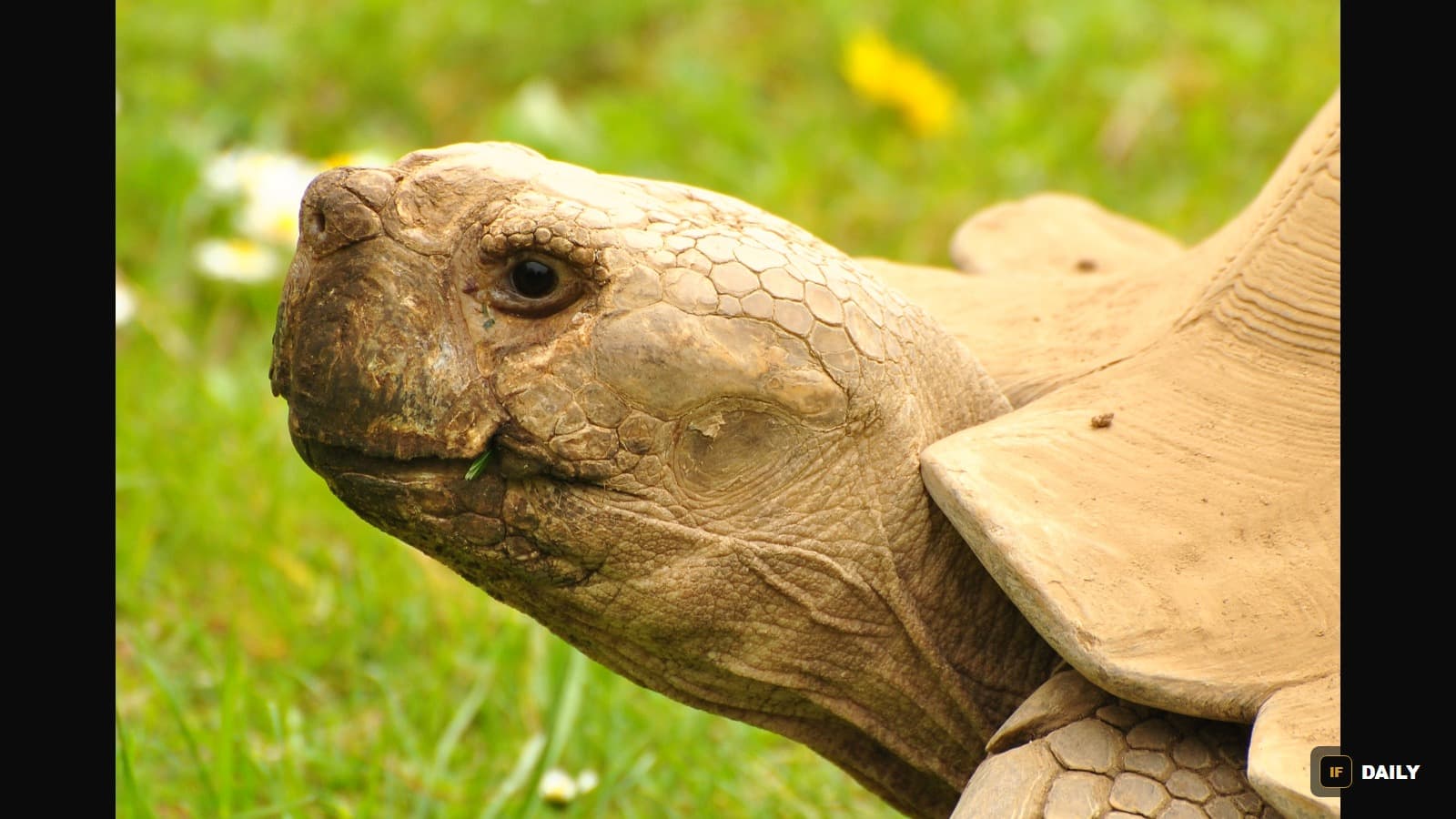 Close-up of an African spurred tortoise, the same species involved in the viral incident