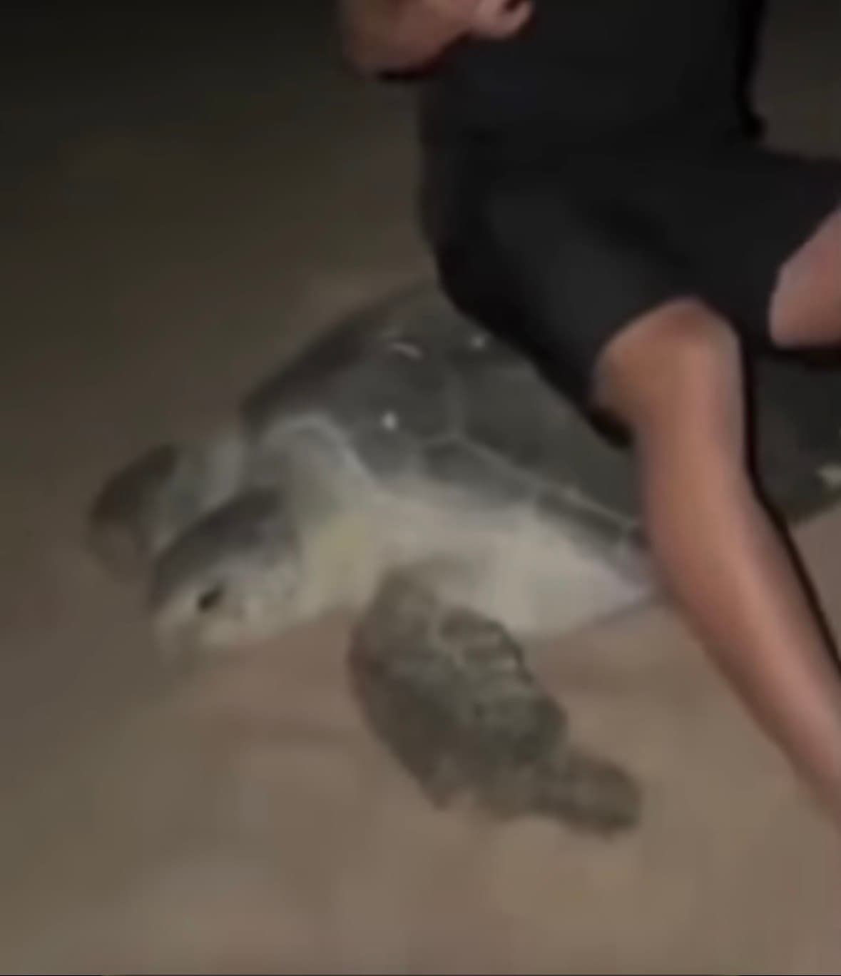 Ukrainian fitness influencer Vadym Oleynik sitting on a protected sea turtle in Oman sparking viral backlash