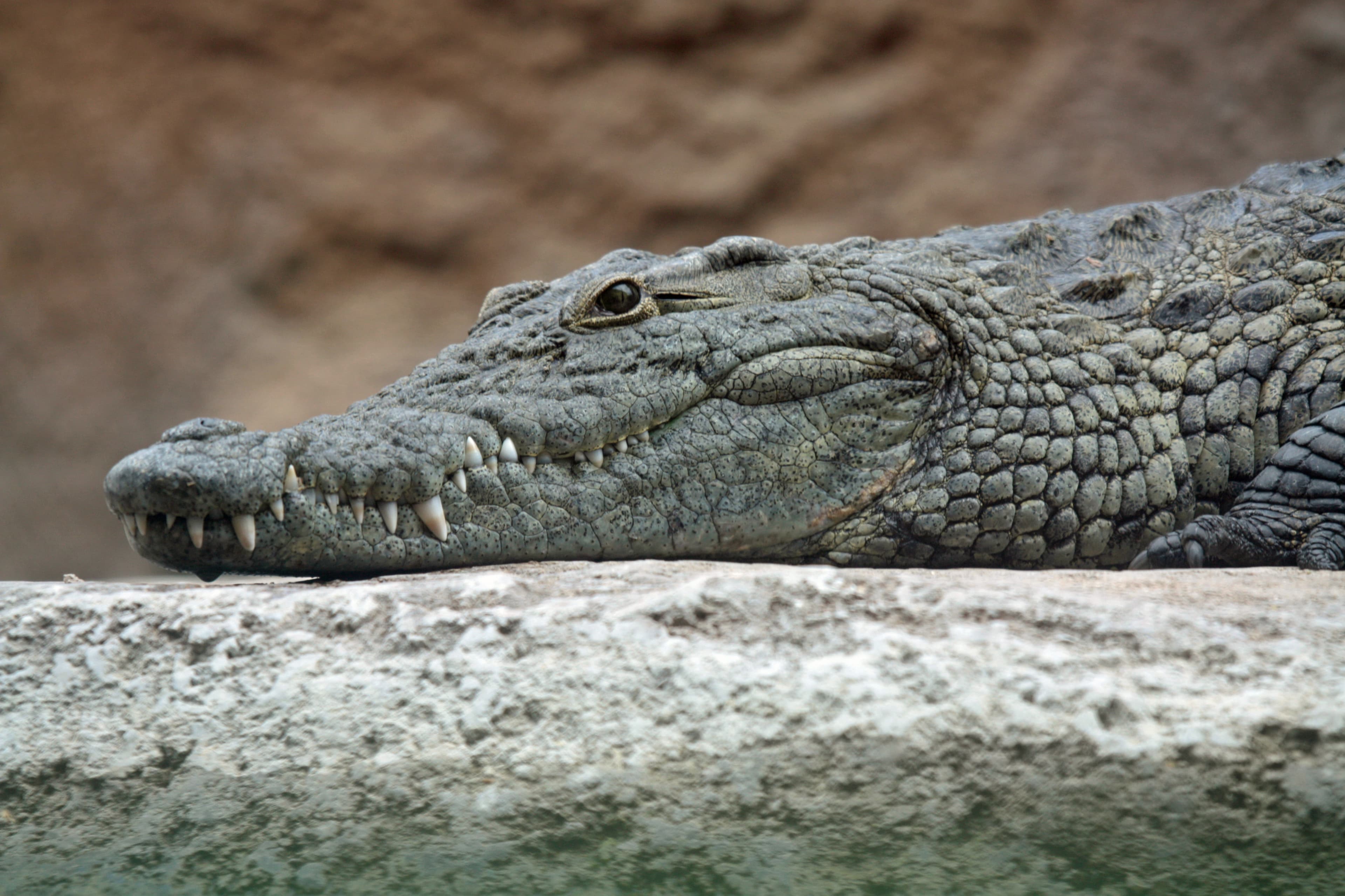Man Caught Smuggling Endangered Crocodile Head in Luggage at Italian Airport